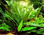 Cryptocoryne Petchii