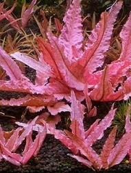 Cryptocoryne Pink PANTHER