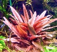 Cryptocoryne Pink Flamingo