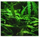 Cryptocoryne Spiralis