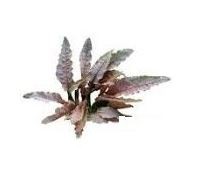 Cryptocoryne Tiger