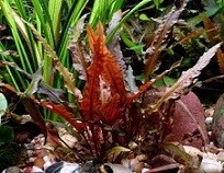 Cryptocoryne Walkeri