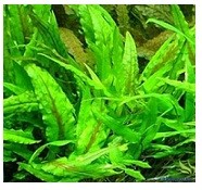 Cryptocoryne Wendtii Green