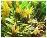 Cryptocoryne Wendtii Tropica