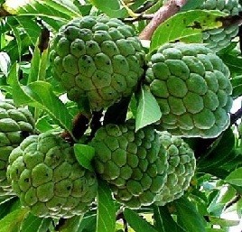 Custard Apple Live Indian Garden Plants