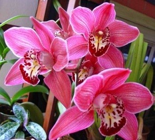 Cymbidium Orchid Plants CMB1022