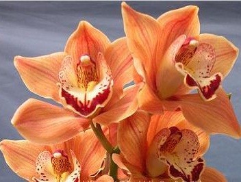 Cymbidium Orchid Plants CMB1024