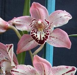 Cymbidium Orchid Plants CMB1025