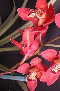 Cymbidium Orchid Plants CMB1026