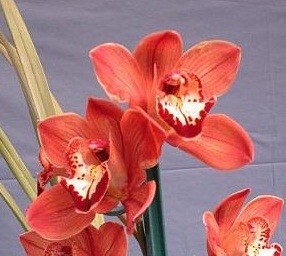 Cymbidium Orchid Plants CMB1027