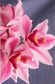 Cymbidium Orchid Plants CMB1028