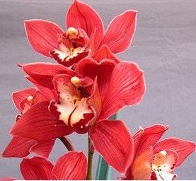 Cymbidium Orchid Plants CMB1031
