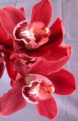 Cymbidium Orchid Plants CMB1032