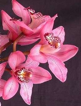Cymbidium Orchid Plants CMB1033