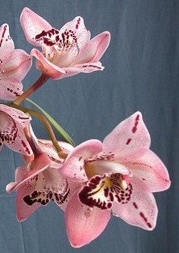 Cymbidium Orchid Plants CMB1034