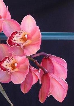 Cymbidium Orchid Plants CMB1035