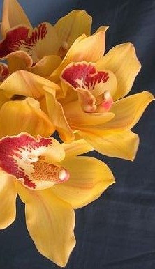 Cymbidium Orchid Plants CMB1036