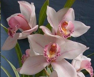 Cymbidium Orchid Plants CMB1037