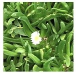 Delosperma Basuticum White Nugget Succulent Plants