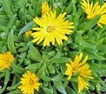 Delosperma Congestum Succulent Plants