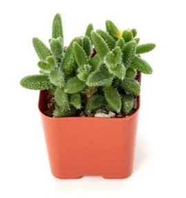 Delosperma Echinatum Succulent Plants