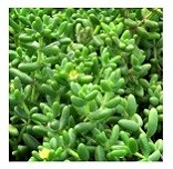 Delosperma Pruinosum Succulent Plants