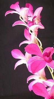 Dendrobium Orchid Plants DMB1038