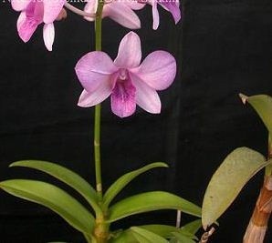 Dendrobium Orchid Plants DMB1039