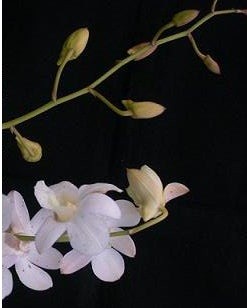 Dendrobium Orchid Plants DMB1040