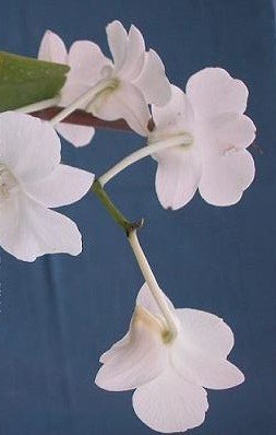 Dendrobium Orchid Plants DMB1041