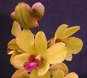 Dendrobium Orchid Plants DMB1042