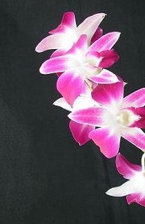 Dendrobium Orchid Plants DMB1043