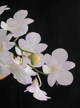 Dendrobium Orchid Plants DMB1044