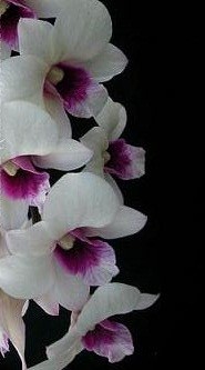 Dendrobium Orchid Plants DMB1045