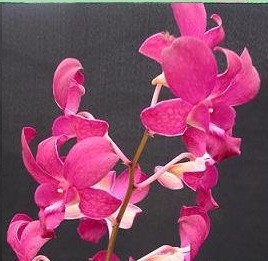 Dendrobium Orchid Plants DMB1046