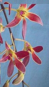 Dendrobium Orchid Plants DMB1047