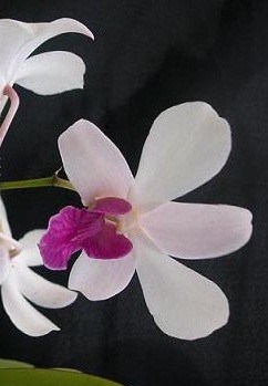 Dendrobium Orchid Plants DMB1048