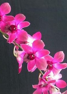 Dendrobium Orchid Plants DMB1049