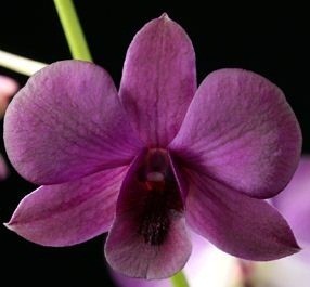 Dendrobium Orchid Plants DMB1050
