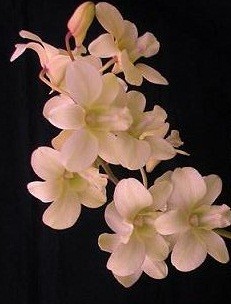Dendrobium Orchid Plants DMB1052