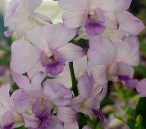 Dendrobium Orchids Plants DMB1316