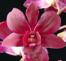 Dendrobium Orchids Plants DMB1311