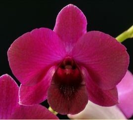 Dendrobium Orchids Plants DMB1317