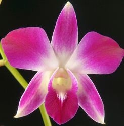 Dendrobium Orchids Plants DMB1318