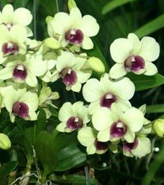 Dendrobium Orchids Plants DMB1358