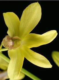 Dendrobium Orchids Plants DMB1361