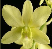 Dendrobium Orchids Plants DMB1362