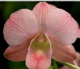 Dendrobium Orchids Plants DMB1364