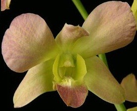 Dendrobium Orchids Plants DMB1366