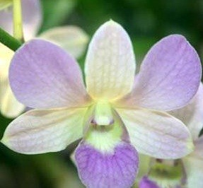 Dendrobium Orchids Plants DMB1367
